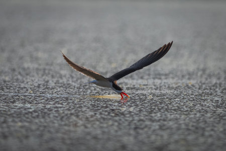 African skimmer flies dipping bill in water