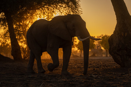 African elephant walks through trees at dawnの写真素材