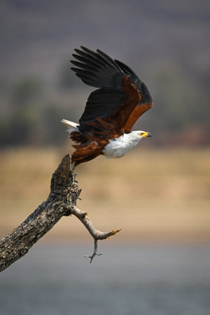 African fish eagle takes off raising wings