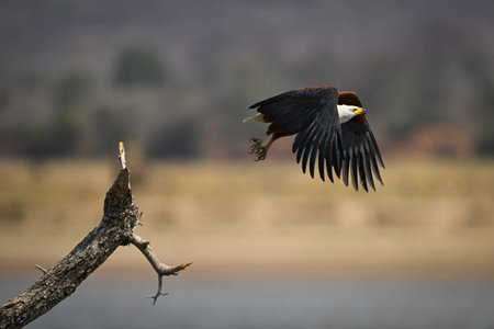 African fish eagle flies away from branch