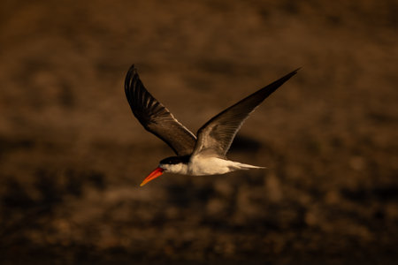 African skimmer flies over pool lifting wings