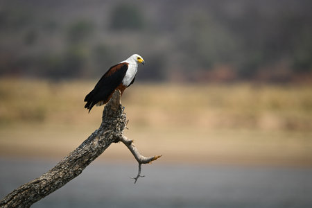 African fish eagle on stump on riverbankの写真素材