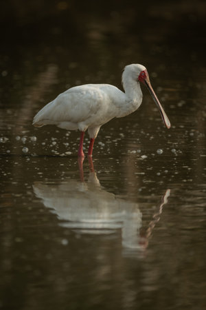 African spoonbill stands in pool casting reflectionの写真素材