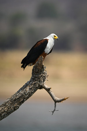 African fish eagle on log on riverbankの写真素材