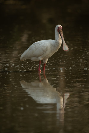 African spoonbill stands in pond casting reflectionの写真素材