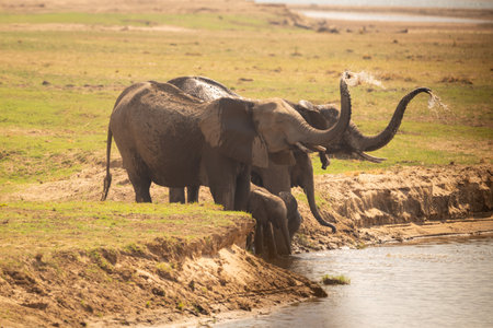 African elephants stand squirting water on riverbankの写真素材