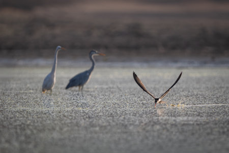 African skimmer flying past heron and egretの写真素材