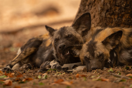 African wild dog lies nibbling an earの写真素材