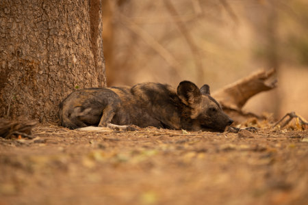 African wild dog lies down under treeの写真素材