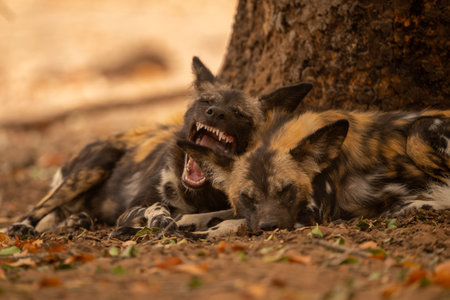 African wild dog lies biting an ear