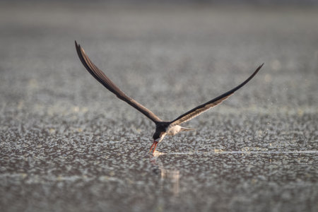 African skimmer flies with bill in waterの写真素材