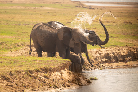 African elephants stand squirting water at river