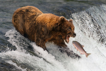 A brown bear with shaggy, brown fur is about to catch a salmon in its mouth at the top of Brooks Falls, Alaska. The fish is only a few inches away from its gaping jaws. Shot with a Nikon D800 and a 28-300mm lens in Alaska, USA, in July 2015. ISO 400, 300mm, f/9.0, 1/1600, 0 EVの写真素材