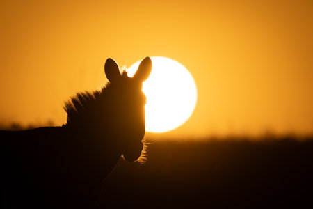 A plains zebra stands in silhouette as the sun clears the horizon at dawn. It is backlit, so all you can see is the outline of its head and mane. Shot with a 600mm lens and a 1.4x teleconverter in Serengeti National Park, Tanzania, in August 2023. ISO 100, 840mm, f/10, 1/1000, -2 EVの写真素材