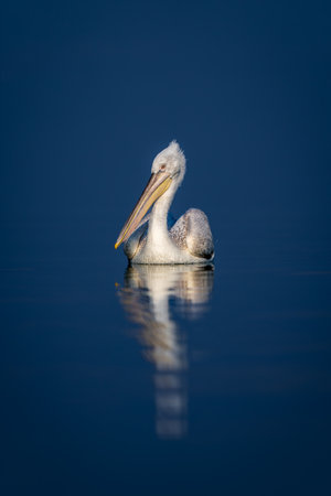 A Dalmatian pelican floats on a calm, blue lake, turning its head and casting a reflection. It has white plumage with a pink eye and a yellow and pink beak. Shot with a 400mm lens on Lake Kerkini, Greece, in February 2023.\nISO 100, 400mm, f/2.8, 1/8000, -2 EVの写真素材