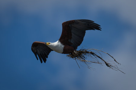 An African fish eagle flies overhead, carrying nesting material in its talons. It has a white head...