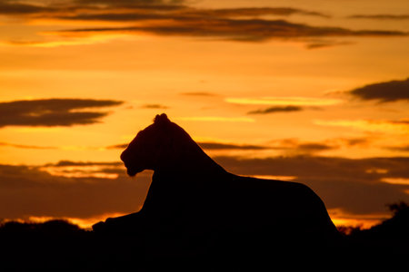 Silhouette of lioness in profile at sunriseの写真素材