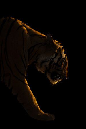 A male Bengal tiger walks in darkness, lit by the setting sun. He has orange and black stripes with...