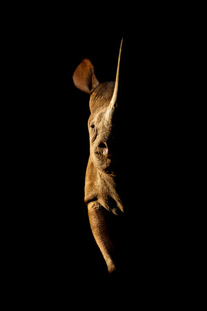 A black rhinoceros stands staring towards the camera, lit from the side by the golden rays of the rising sun. It has brown, leathery skin and a long horn pointing vertically. Shot at Ol Jogi, Kenya, in April 2022. ISO 800, 840mm, f/5.6, 1/320, 0 EVの写真素材