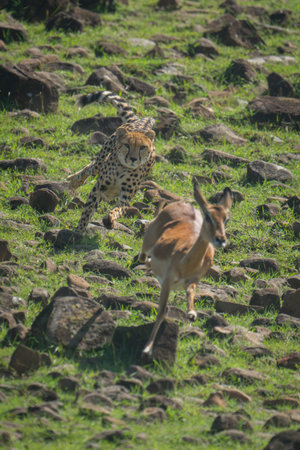 A female cheetah chases a female common impala down a rocky slope. She has golden fur covered with black spots, and her tail is thrown out at an angle for balance. Shot with a Sony âº1 and a 600mm lens in the Mara Naboisho Conservancy, Kenya, in January 2024.
ISO 500, 600mm, f/4, 1/3200, 0 EVの写真素材