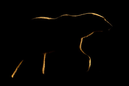 Male polar bear lifts paw in darknessの写真素材