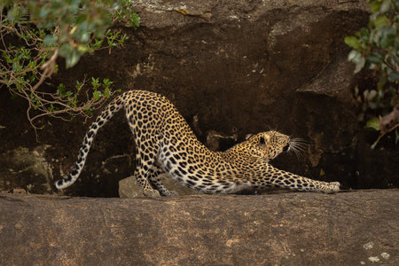 Leopard stretches between bushes on rocky ledgeの写真素材