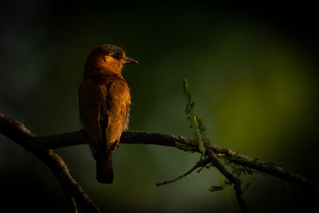 An Indian roller with a catchlight in its eye perches on a thin branch in a forest. It has a pinkish...