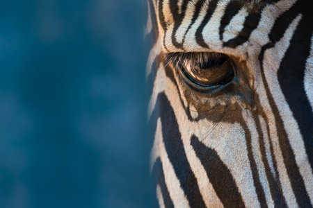 The right eye of a GrÃ©vy's zebra can be seen in close-up against a blueish background. Shot with a Nikon D800 and an 80-400mm lens at the Parque de la Naturaleza de CabÃ¡rceno, near Santander, Spain, in June 2017.
ISO 1100, 400mm, f/5.6, 1/250, 0 EVの写真素材
