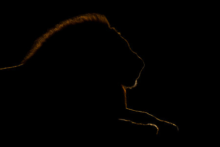 A male lion is lying down facing right. The golden outline of his head, mane and paws can be seen against a pure black background. Shot with a Nikon Z8 and a 600mm lens in South Luangwa National Park, Zambia, in July 2024.
ISO 64, 600mm, f/4, 1/4000, -5 EVの写真素材