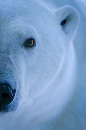 A male polar bear stares towards the camera with a single golden eye on the left side of his face. He has whitish fur that has a blue tinge in the early morning light. Shot at Arviat in Nunavut, Canada, in November 2021. ISO 8000, 560mm, f/4, 1/1000, 0 EVの写真素材