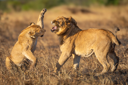 Lioness about to slap male after matingの写真素材
