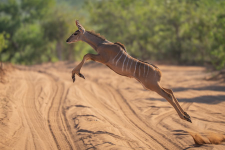 Young greater kudu jumps over sandy trackの写真素材
