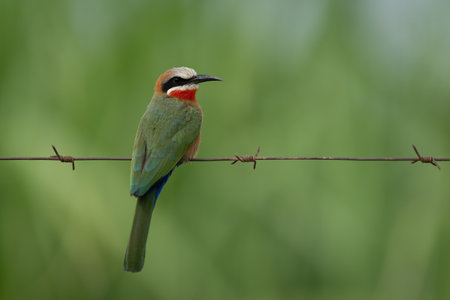 White-fronted bee-eater watches camera from barbed wireの写真素材