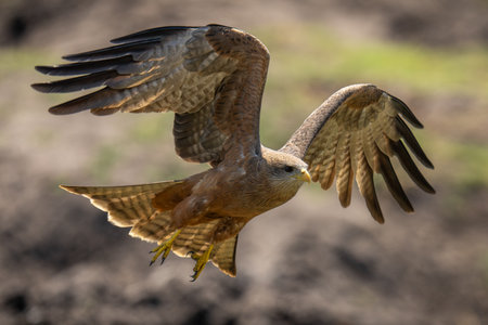 Yellow-billed kite lifts wings ready to landの写真素材