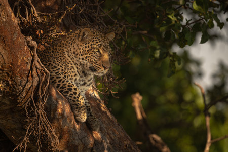 Leopard lying in tree with head upの写真素材