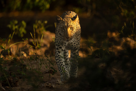 Leopard walks toward camera in early morningの写真素材