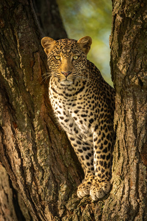 A female leopard sits in the forked trunk of a tree. She has a brown, spotted coat and is looking...
