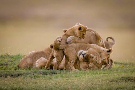 Lioness lies covered in cubs on savannahの写真素材