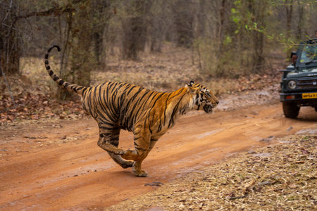A male Bengal tiger races across a dirt track through the forest, passing a parked jeep. He has...