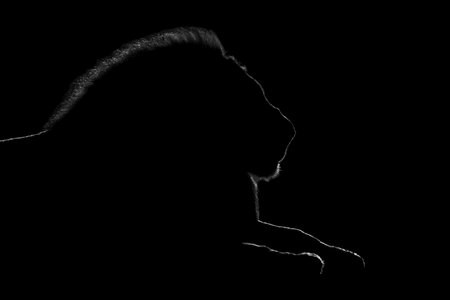 A male lion is lying down facing right. The golden outline of his head, mane and paws can be seen against a pure black background.の写真素材