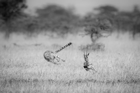 A cheetah chases a Thomson's gazelle in a clearing amongst whistling thorn acacia trees. It has golden fur covered with black spots, and its tail is thrown out at an angle for balance.の写真素材