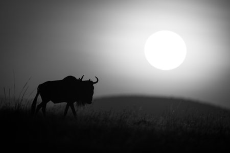 A blue wildebeest walks at dawn along the horizon. Its body is thrown into silhouette by the sun rising above distant hills.の写真素材