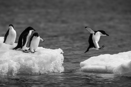 Three AdÃ©lie penguins watch another jumping between two ice floes. They have black heads and backs with white bellies.の写真素材