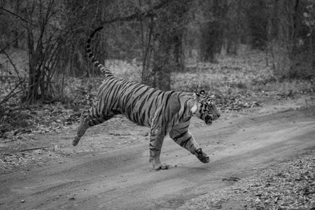A male Bengal tiger races across a dirt track through the forest, chasing another male off his territory. He has orange and black stripes with white patches on his head and chest.の写真素材