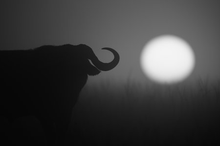 A backlit Cape buffalo stands facing the camera at dawn. Its body is in silhouette, and the sun is rising above the horizon behind it.の写真素材