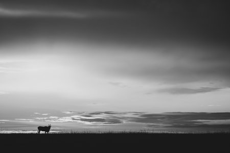 A common eland stands on the horizon just after sunset. It is thrown into silhouette by the bright orange sky.の写真素材