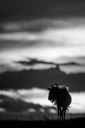A blue wildebeest is silhouetted against a sky at sunset. Its horns are visible in outline, and it's standing with its head turned.の写真素材