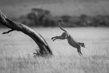 A male cheetah jumps down from the diagonal trunk of a tree. He has brown fur covered with black spots, and in the background can be seen a line of trees.の写真素材