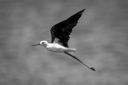 A black-winged stilt flies along a river, raising its wings. It has black wings, a white body, red legs and a black beak.の写真素材