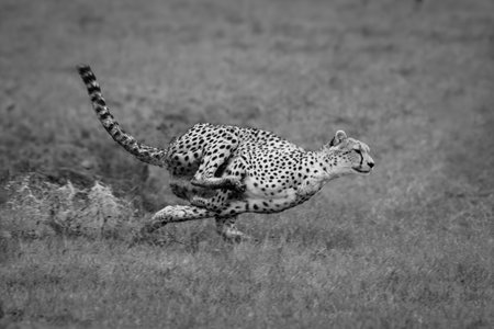 A female cheetah races through standing water in the African savannah. Her feet are gathered under her, and she leaves a splash of water in her wake.の写真素材
